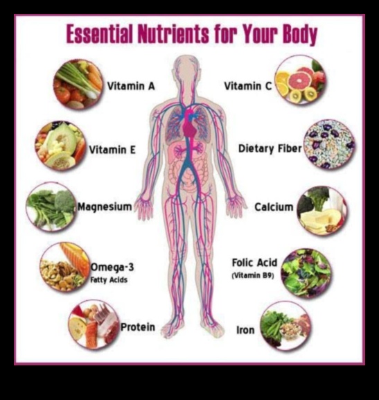 ספקטרום התזונה: צלילה לתוך יסודות חיוניים