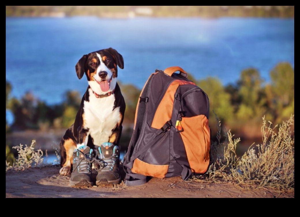 הרפתקאות בחוץ: חקר פעילויות חוץ בטוחות עם חיות מחמד