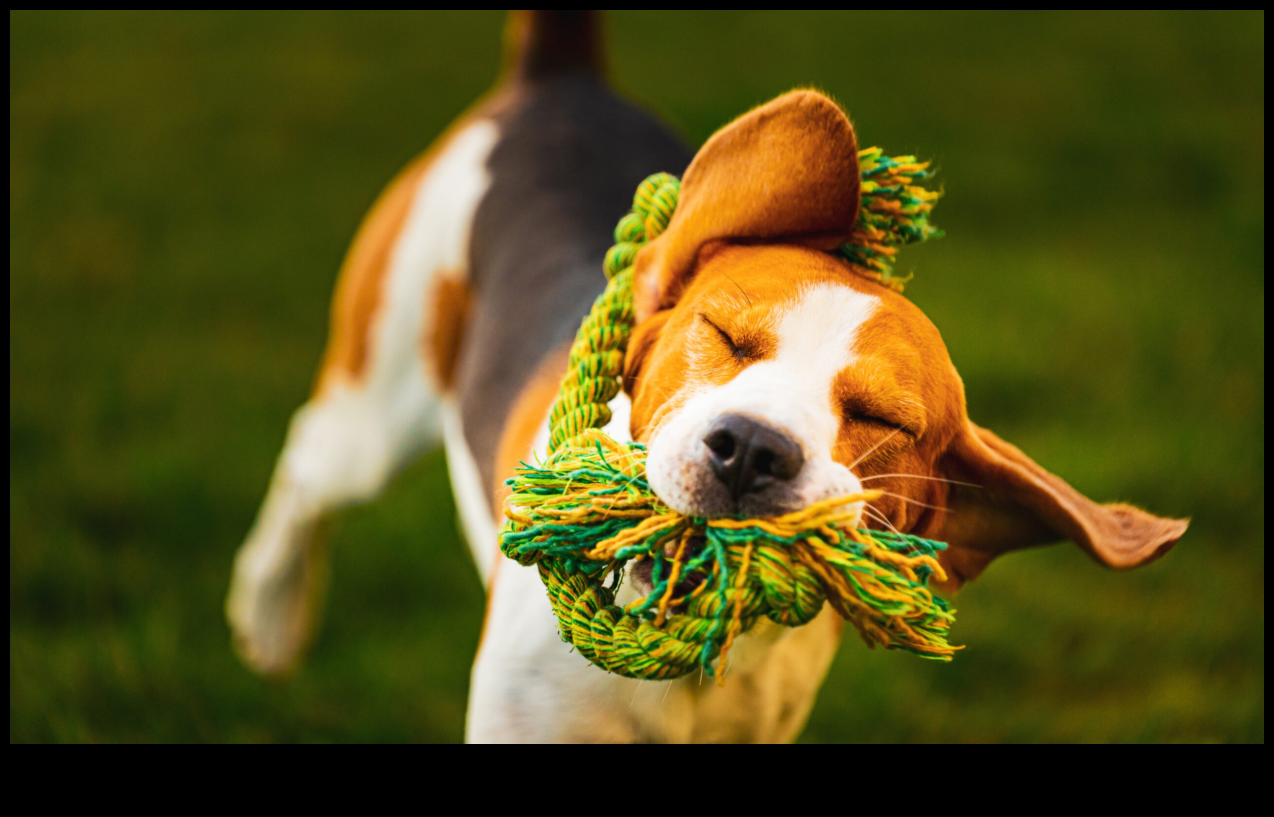 Pocket Pettime Playtime: כיף אינטראקטיבי לבעלי חיים קטנים