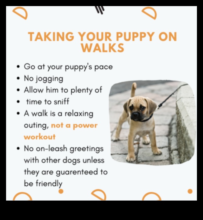 גן ילדים: טיפים חיוניים לאילוף לכלבים צעירים