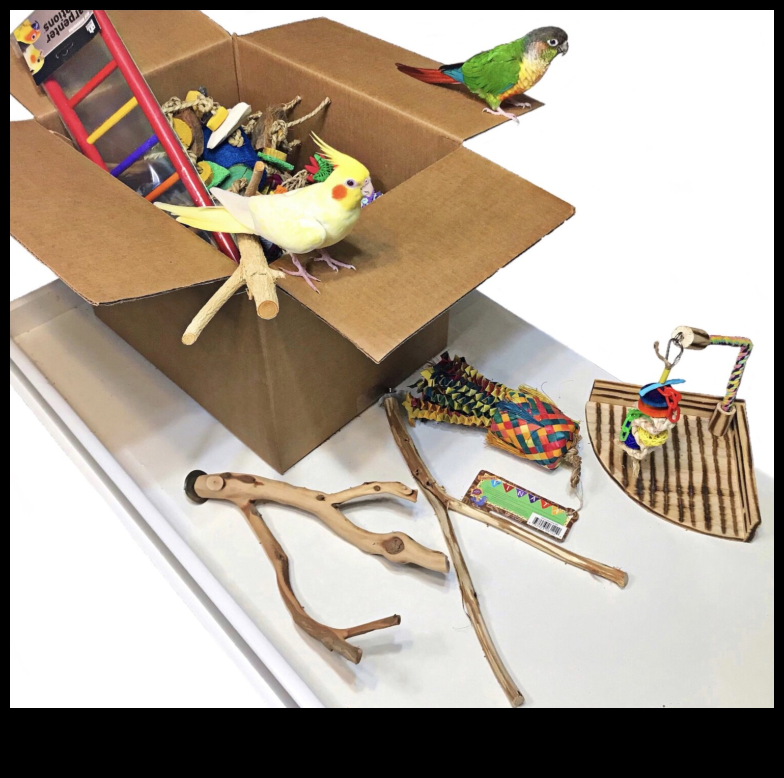 אביזרי עופות: תוספות אופנתיות לציפורי המחמד שלך