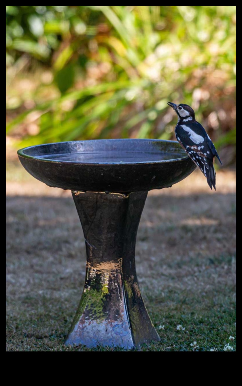אביזרי עופות: תוספות אופנתיות לציפורי המחמד שלך