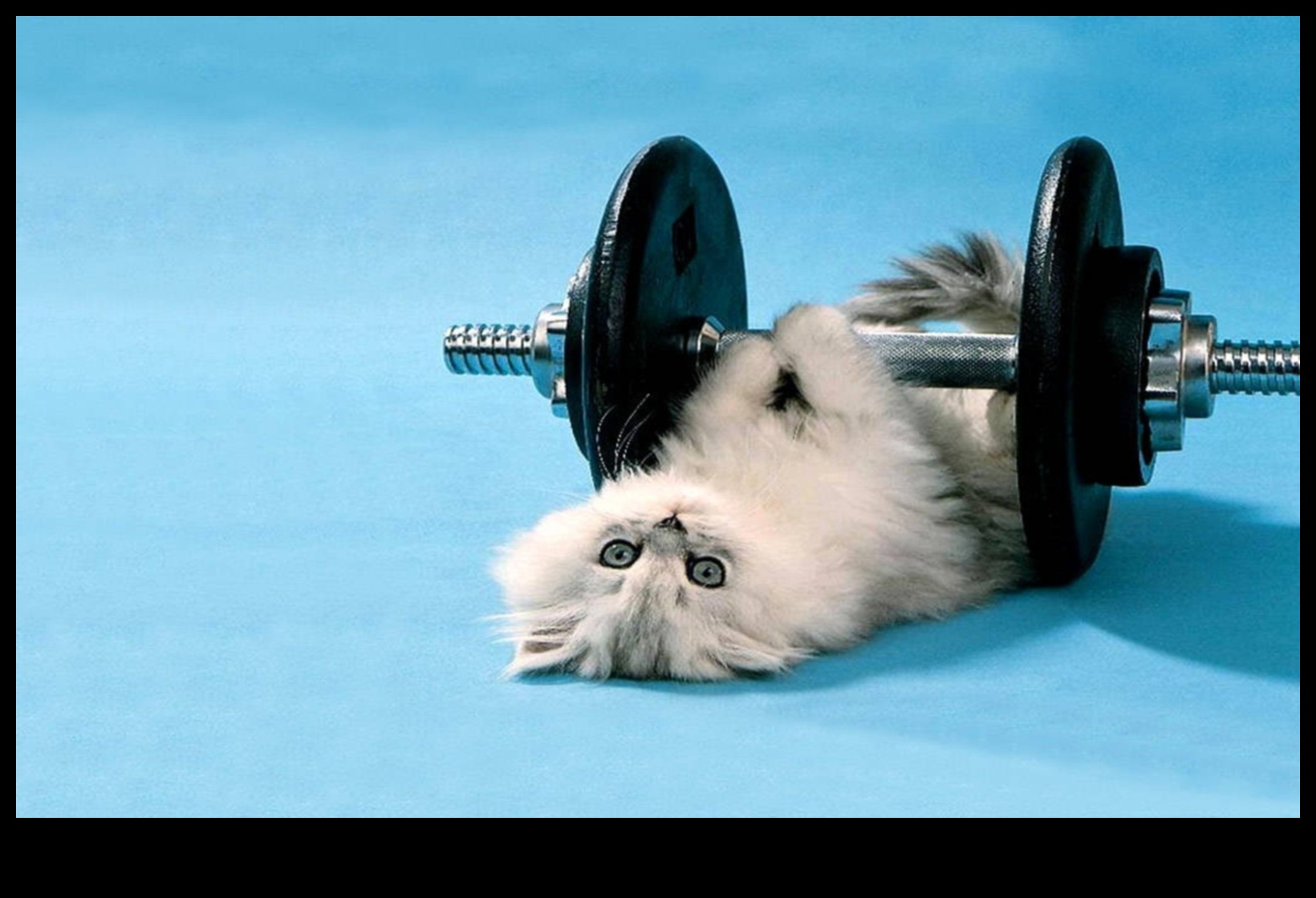 Feline Fitness Fiesta: הוספת גיוון לשגרת הפעילות הגופנית של החתול שלך