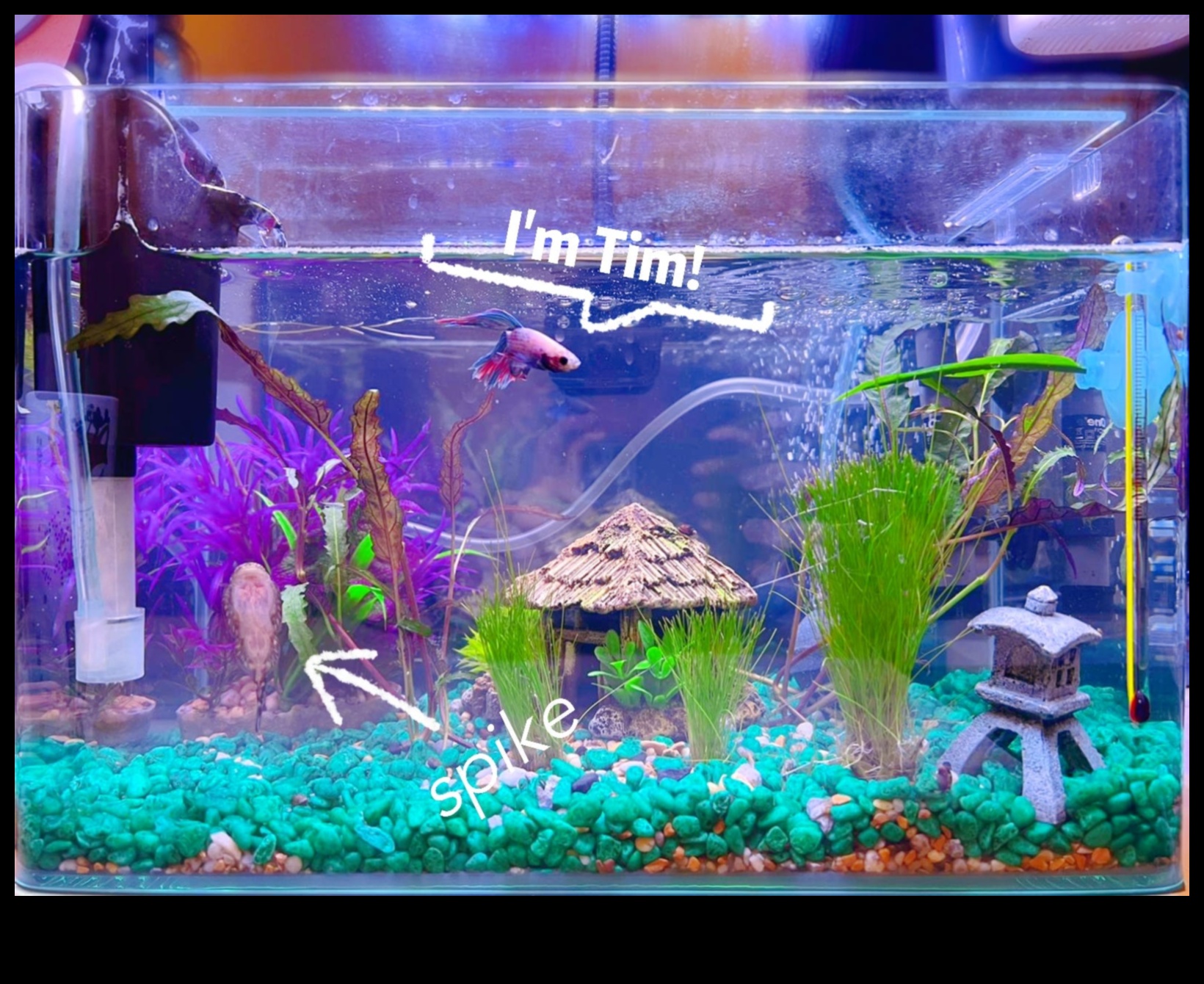 חקר אקווריום: עידוד דגים לחקור את הטנק שלהם