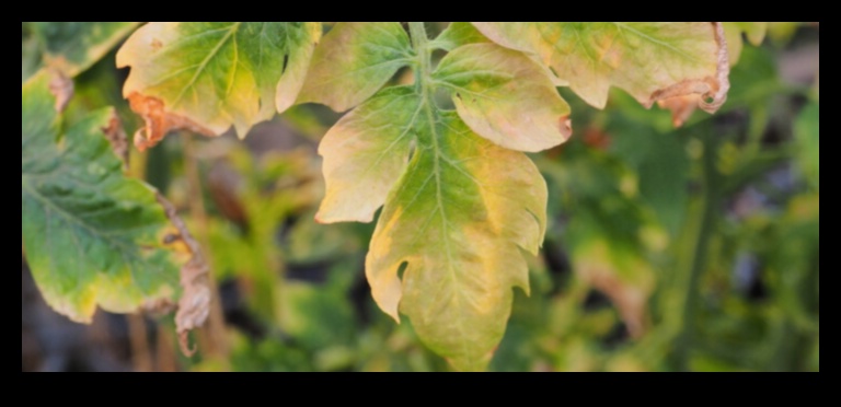הצלת חומרים מזינים: גישה מקיפה לניהול חוסרים