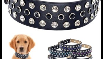 Doggy Decor Dazzle: שדרוג הסגנון של הכלב שלך עם האביזרים האחרונים