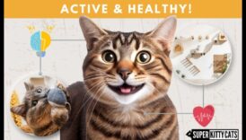 Feline Fitness Fiesta: הוספת גיוון לשגרת הפעילות הגופנית של החתול שלך