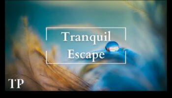 נסיגה מודעת: בריחה אל השלווה באמצעות טכניקות יעילות להפחתת מתחים