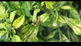 הצלת חומרים מזינים: גישה מקיפה לניהול חוסרים