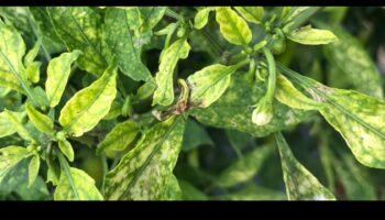 הצלת חומרים מזינים: גישה מקיפה לניהול חוסרים