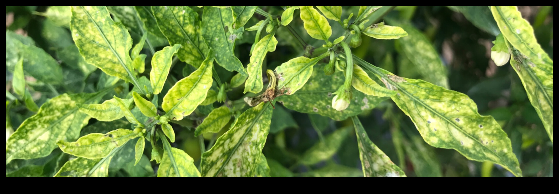 הצלת חומרים מזינים: גישה מקיפה לניהול חוסרים