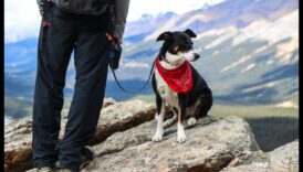 הרפתקאות בחוץ: חקר פעילויות חוץ בטוחות עם חיות מחמד