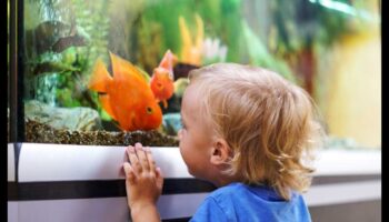 חקר אקווריום: עידוד דגים לחקור את הטנק שלהם