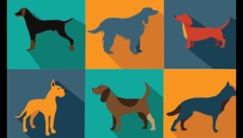 גן ילדים: טיפים חיוניים לאילוף לכלבים צעירים