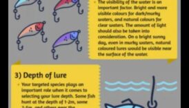 דרכים כתובת בחירת הפרספקטיבה המתאים עבור דגים יותר מכמה 6 טכניקות התמודדות: בחירת הגישה הנכונה עבור דגים שונים