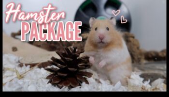 מרכז בריאות אוגרים: שילוב פעילויות בריאות עבור כפות קטנות