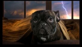 נוחות לכלבים בשלב מסוים של סופות מרגיע על עצבנות במזג אוויר טראומטי 5 נוחות כלבים במהלך סופות: הקלה על חרדה במזג אוויר סוער