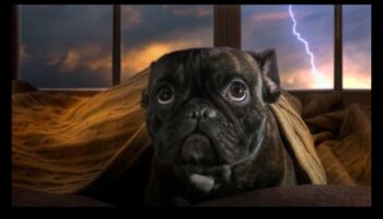 נוחות כלבים במהלך סופות: הקלה על חרדה במזג אוויר סוער