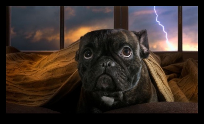 נוחות כלבים במהלך סופות: הקלה על חרדה במזג אוויר סוער