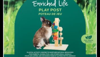 באני בליס: פעילויות מעשירות לארנבים שובבים