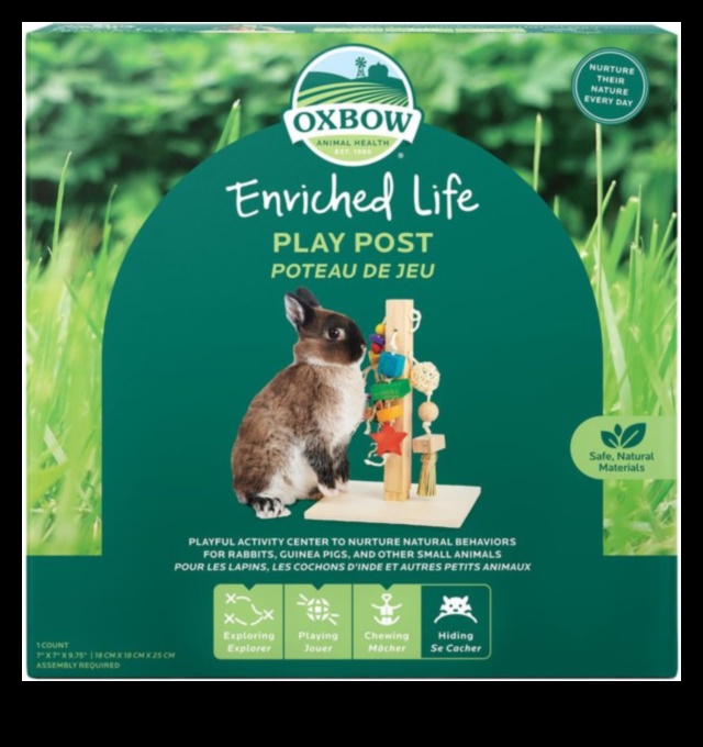 באני בליס: פעילויות מעשירות לארנבים שובבים